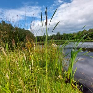 Weiher in der Grethelmark