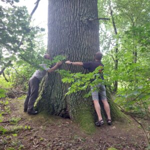 Naturdenkmal 250 jährige Eiche