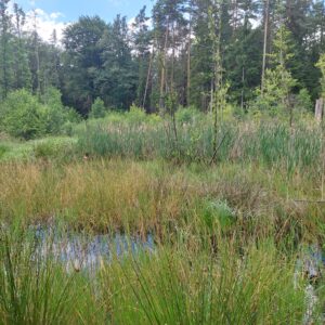 einzigartiges Biotop in der Grethelmark