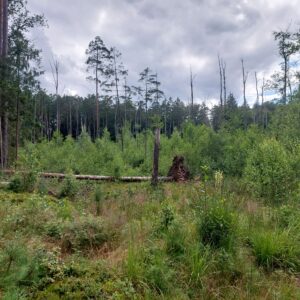 Ehemaliger Erlenbruch gegenüber vom Moorweiher